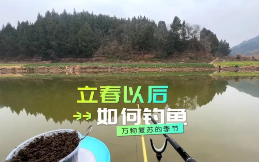 立春了用什么饵料(立春怎么钓大鱼) 立春了用什么饵料(立春怎么钓大鱼)