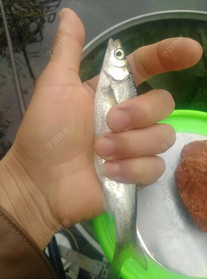 饵料太虚怎么办(饵料挂钩示意图)