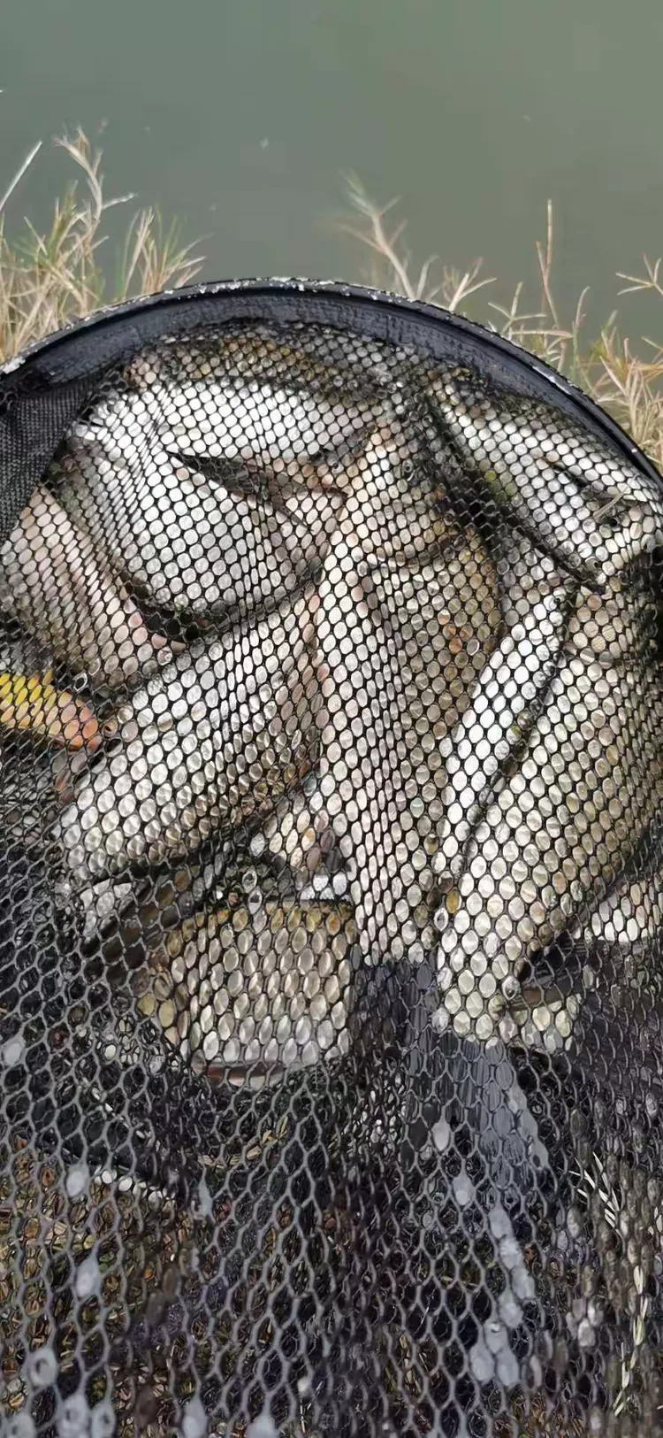 济源小浪底钓鱼饵料(济源小浪底卖野生鱼) 济源小浪底钓鱼饵料(济源小浪底卖野生鱼)