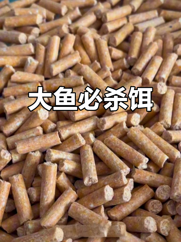 乌青鱼用什么饵料(乌青钓法)