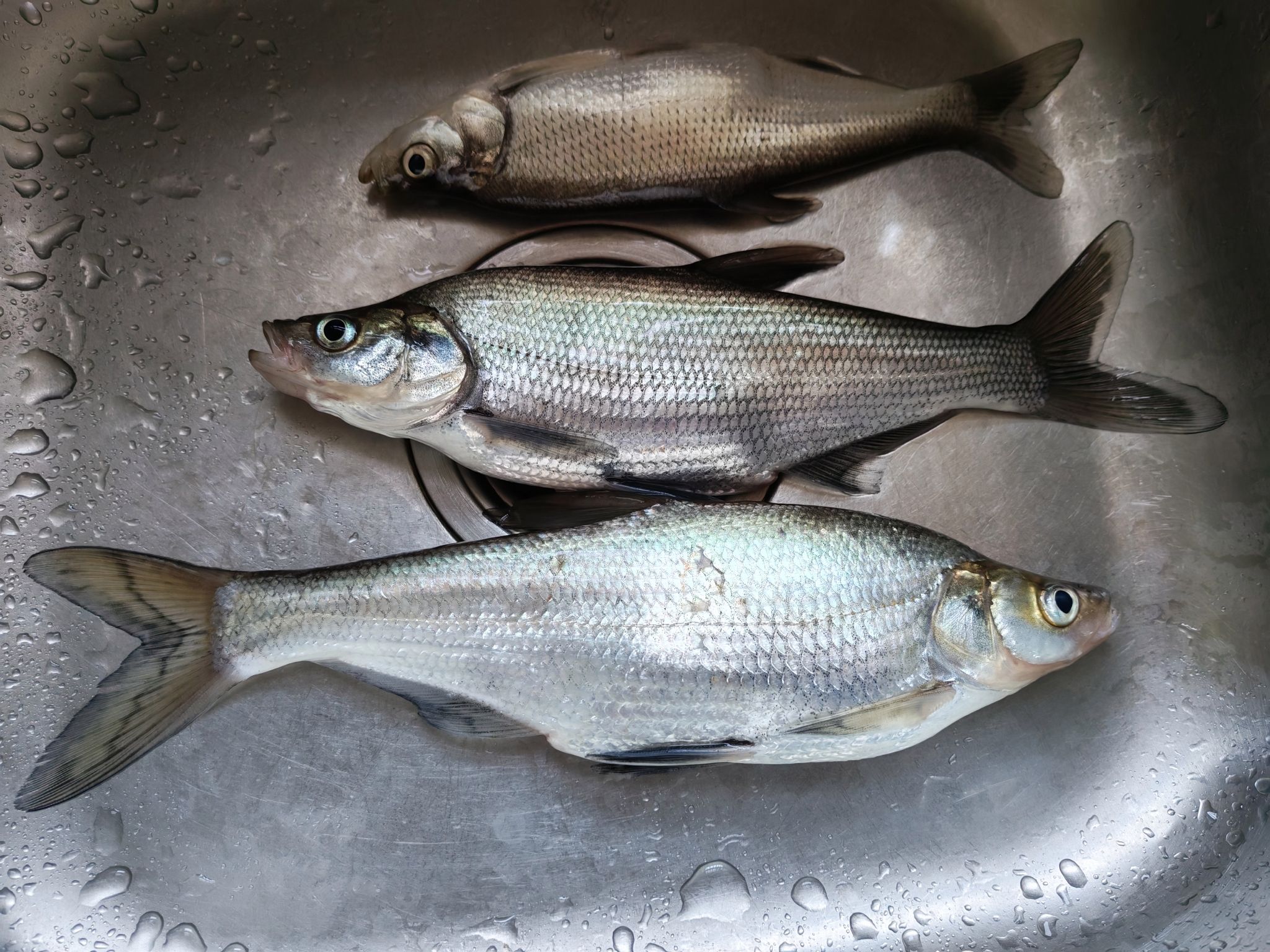 福州市永泰渔具(福州市永泰渔具批发市场)