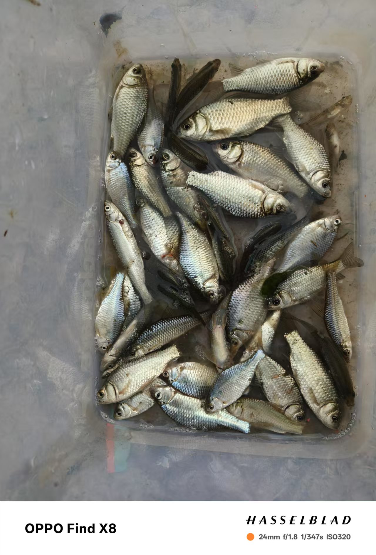 阴天大风钓黑鱼的技巧(阴天大风钓黑鱼的技巧视频)