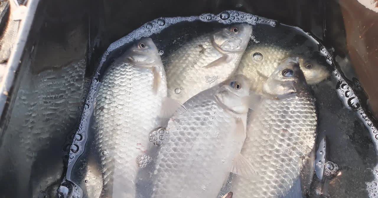 冬季太阳天钓鲫鱼技巧(冬天有太阳钓鲫鱼钓多深)