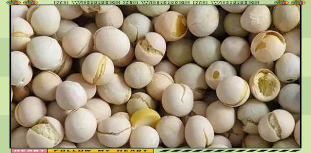 蚕豆钓鱼饵料(蚕豆做饵钓鱼) 蚕豆钓鱼饵料(蚕豆做饵钓鱼)