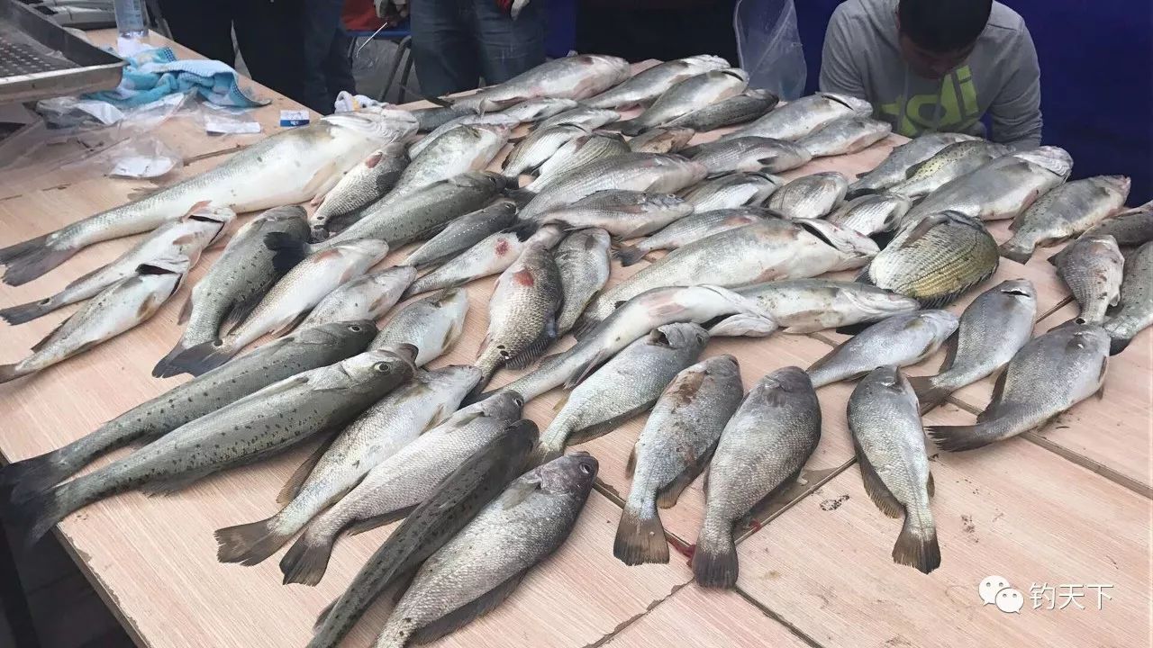 2018小平岛海钓战报(小平岛船钓)