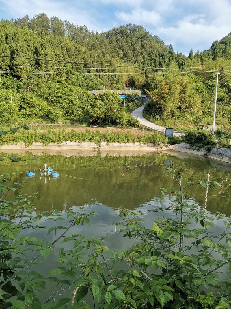 广汉路亚鱼塘(四川广汉旅游攻略)