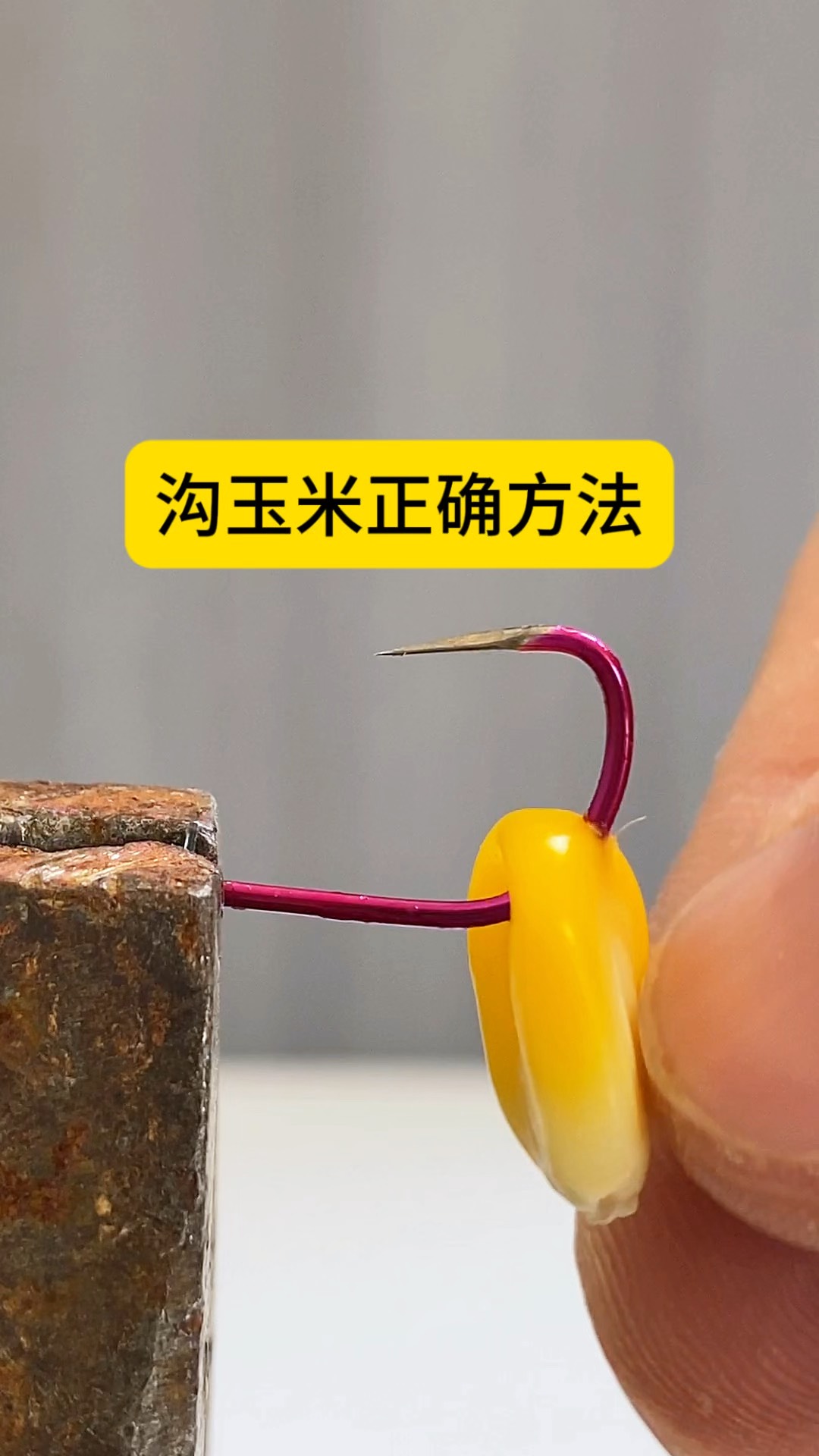 怎样用玉米做饵料(玉米饵料制作方法)