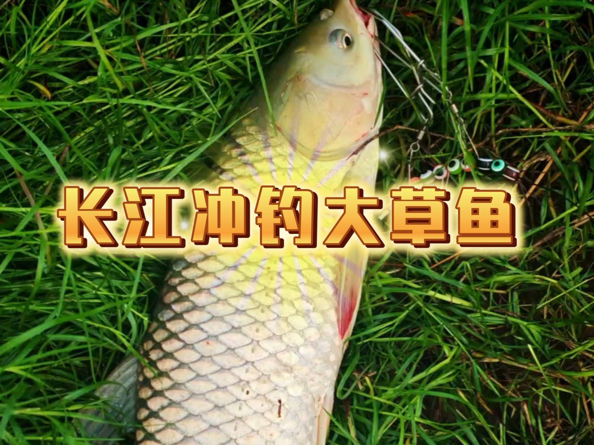 长江钓草鱼的饵料配方(长江钓草鱼的饵料配方是什么)