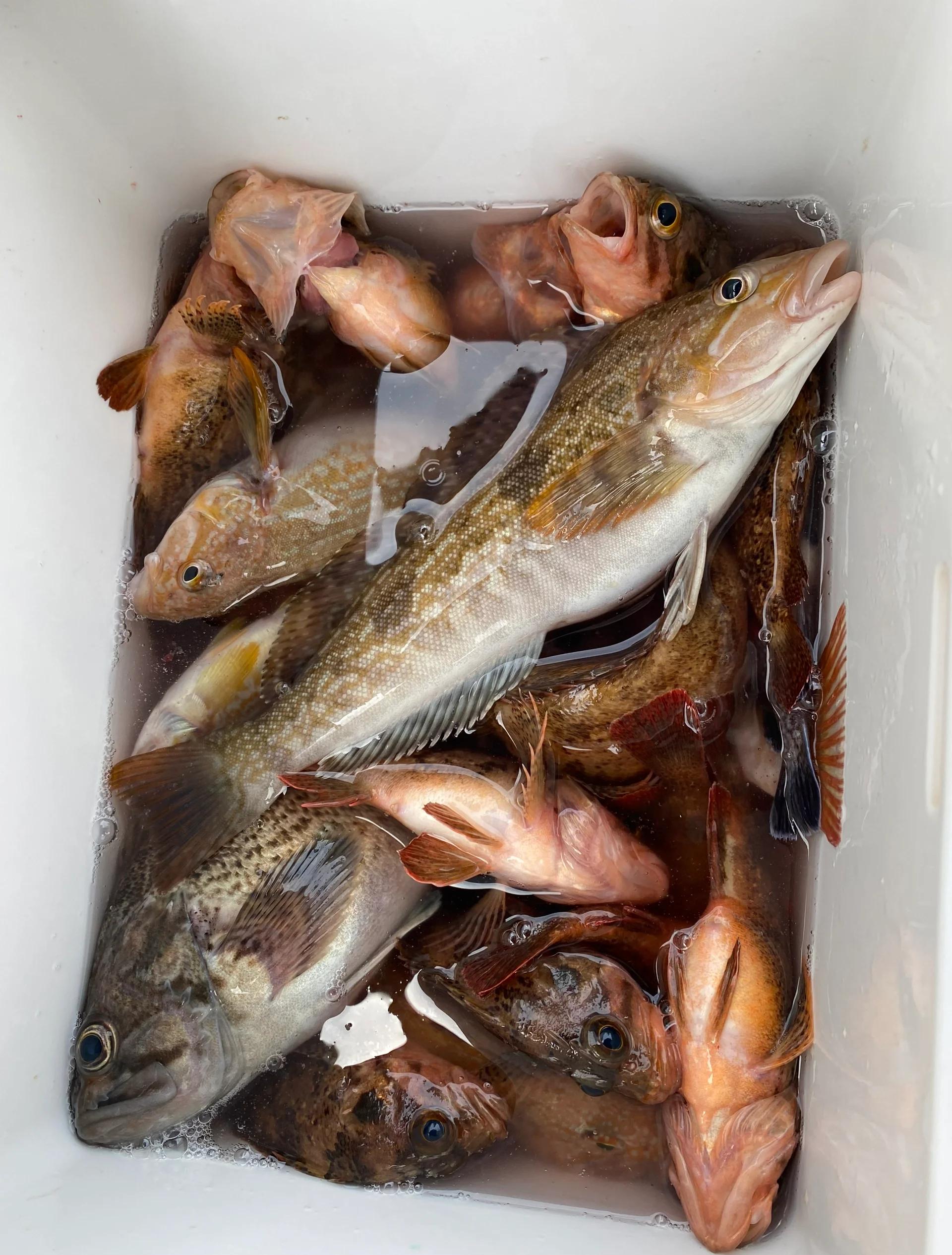 威海钓八带(钓八带鱼视频)