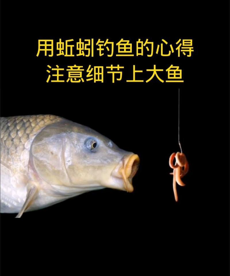 夜钓用蚯蚓技巧视频(夜钓用蚯蚓好钓鱼吗)