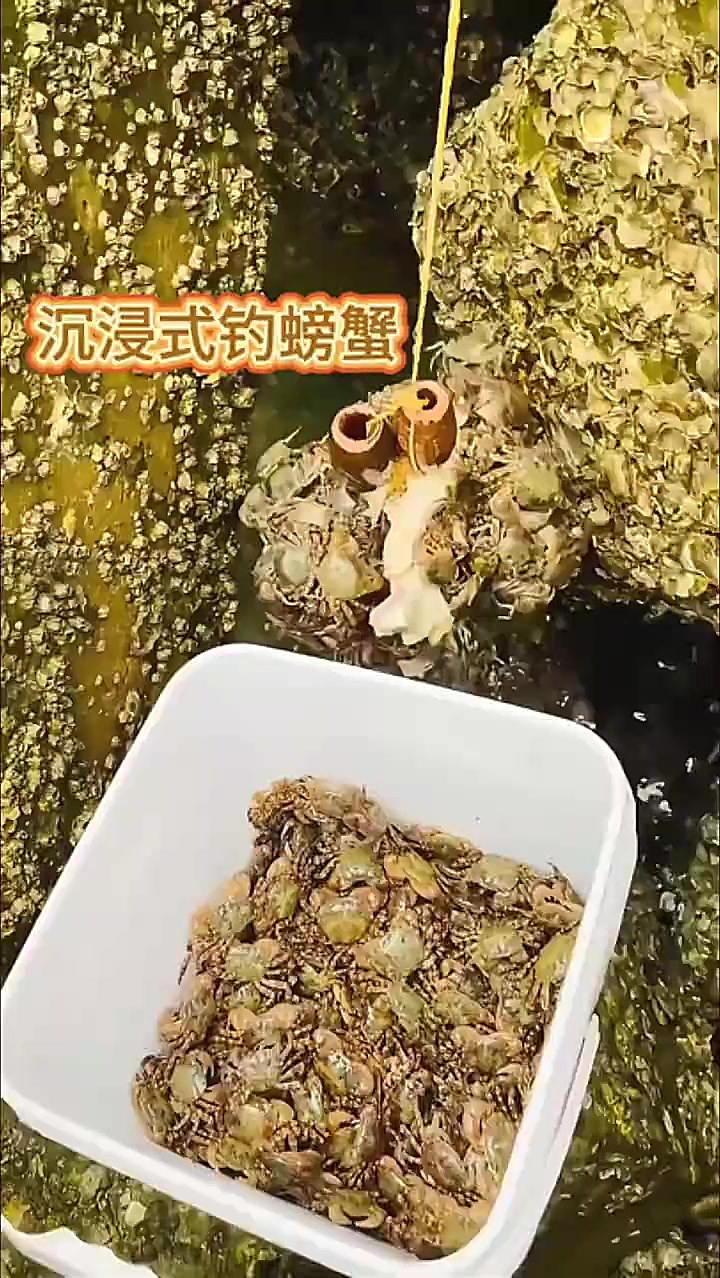 钓鱼饵料螃蟹(钓螃蟹 饵)