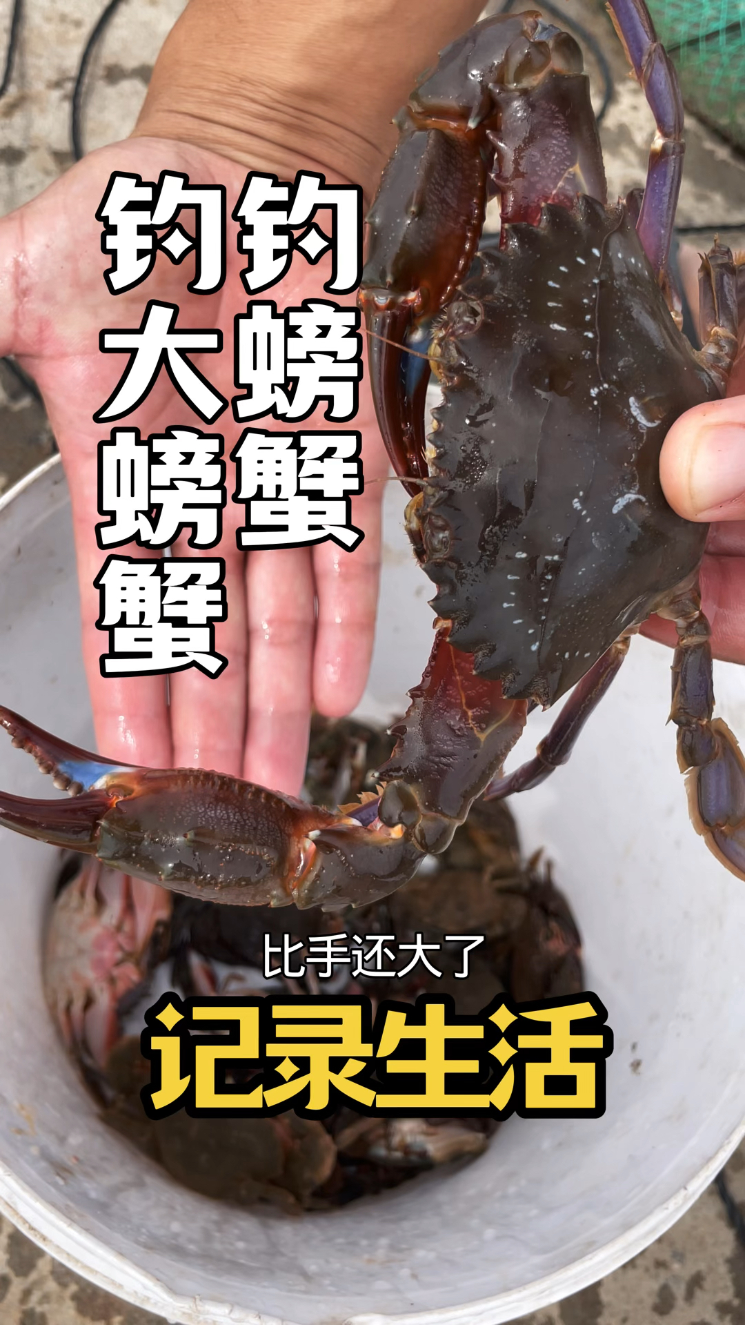 钓鱼饵料螃蟹(钓螃蟹 饵)