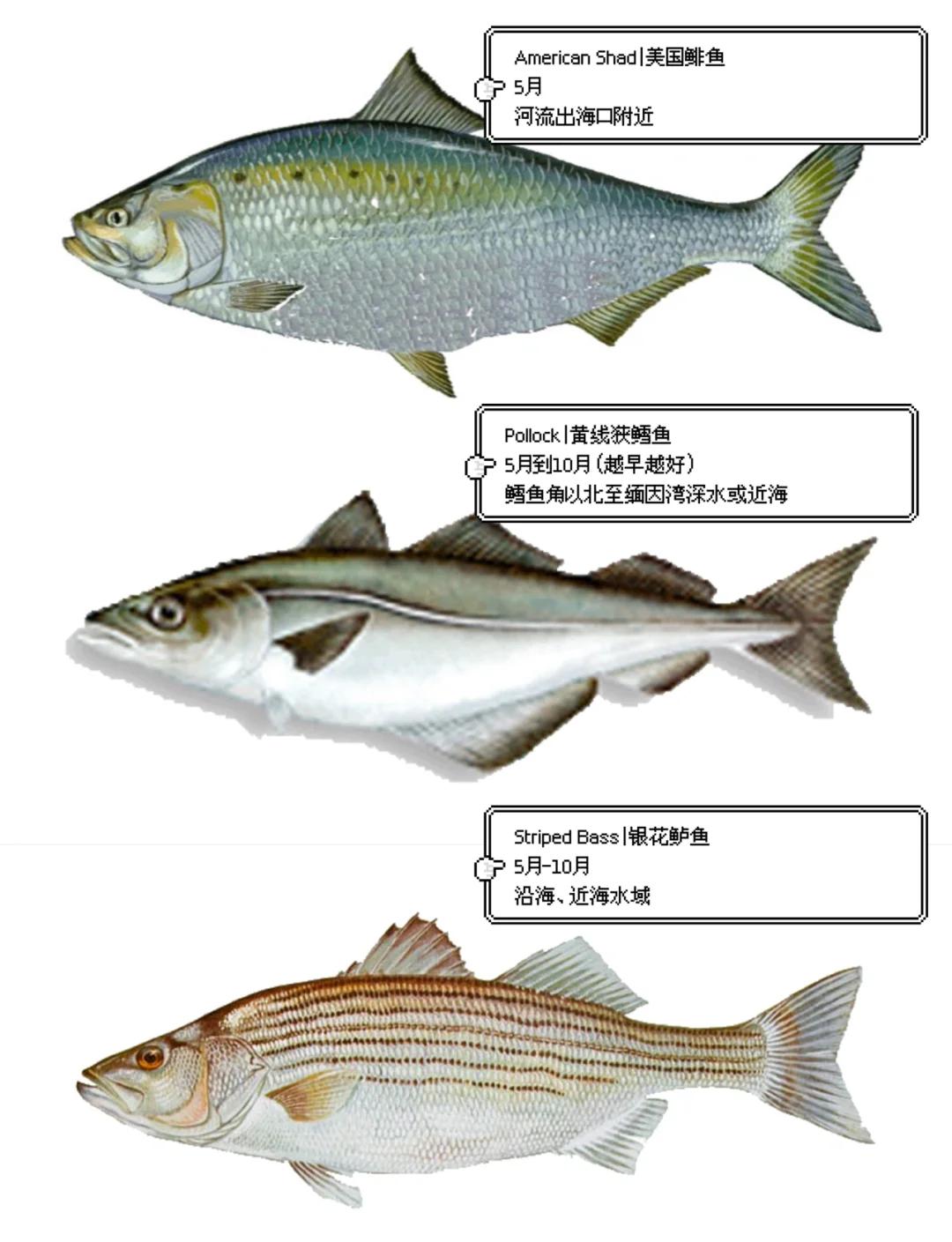 海钓什么叫重矶(重矶钓组)