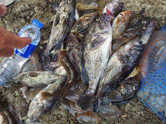 大连八月海钓(大连地区海钓一般啥时候开始)