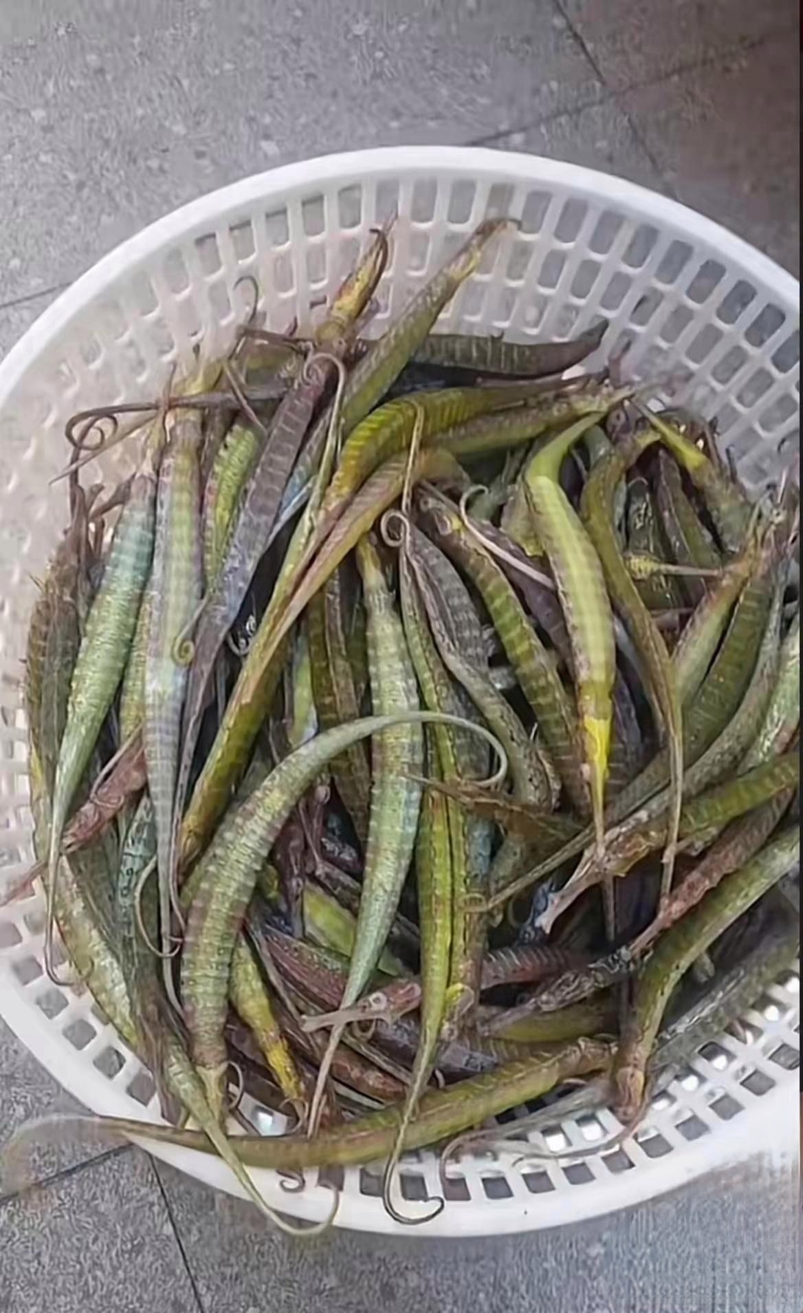 海钓虫图片大全(海虫钓淡水鱼效果如何)