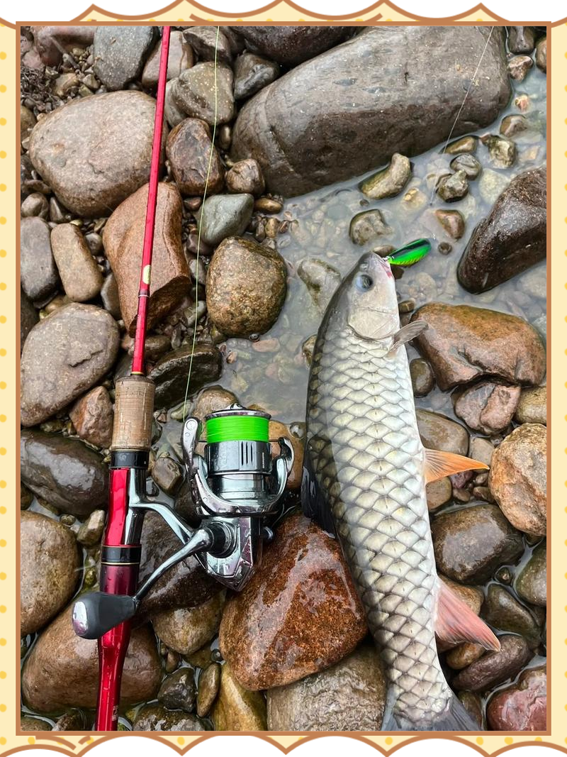 路亚能钓军鱼吗(水库路亚军鱼)