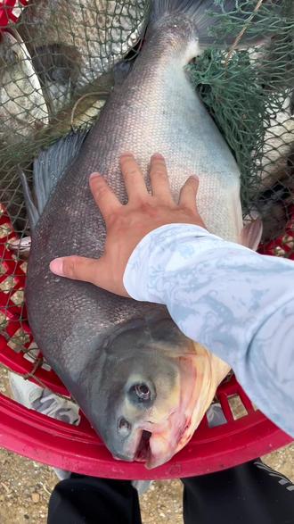 路亚淡水鲳(路亚鲳鱼用什么饵最好)