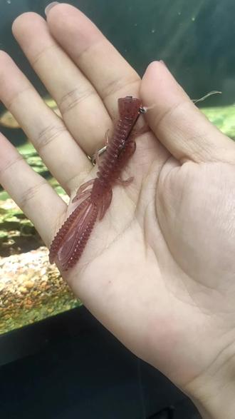 路亚泳姿(路亚饵泳姿)