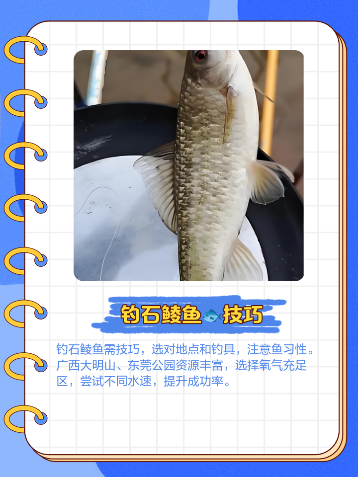 池塘钓鲮鱼技巧(养殖塘怎么钓鳊鱼)