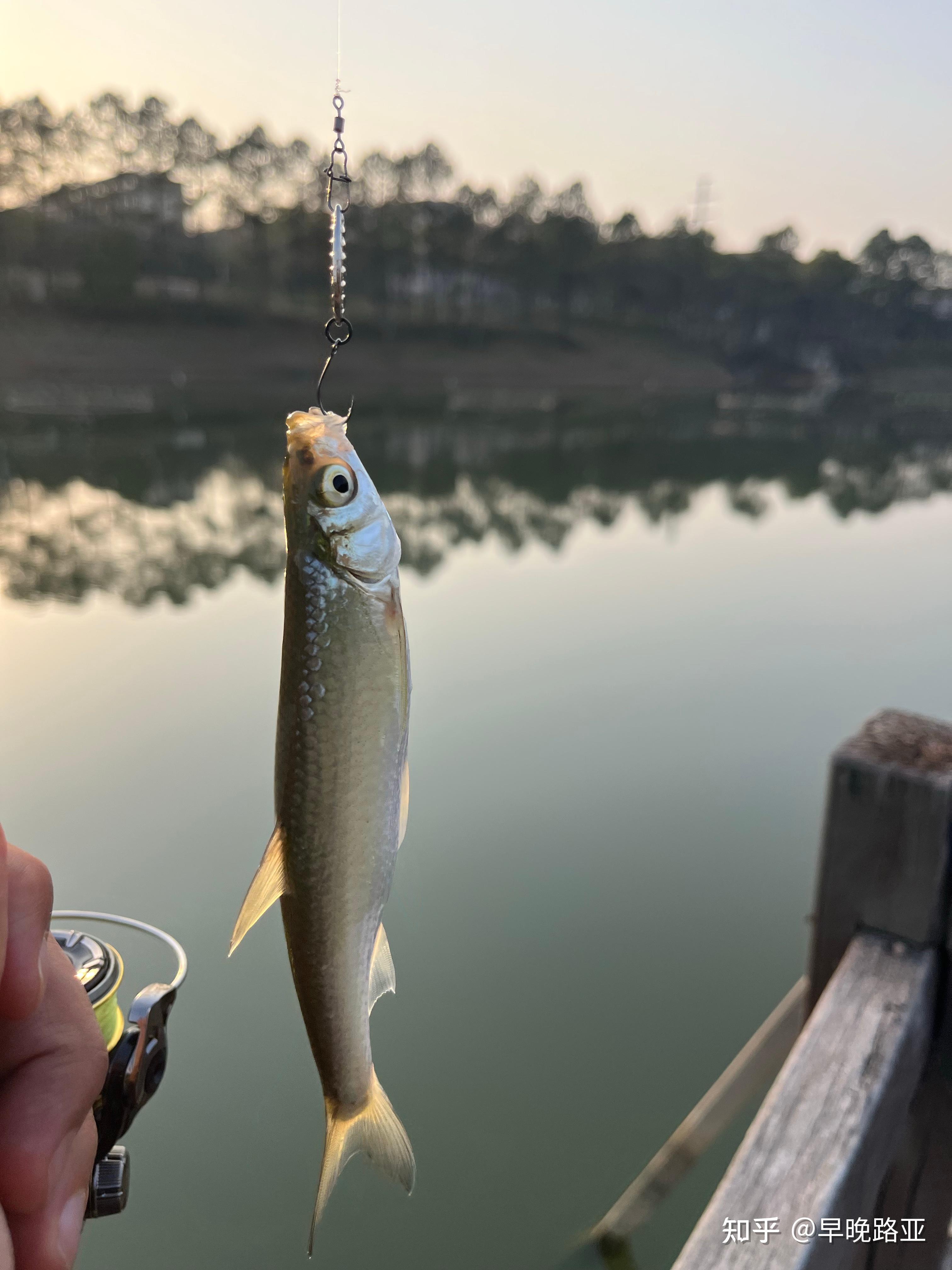 阴天路亚亮片(路亚阴天用什么颜色的软虫) 阴天路亚亮片(路亚阴天用什么颜色的软虫)