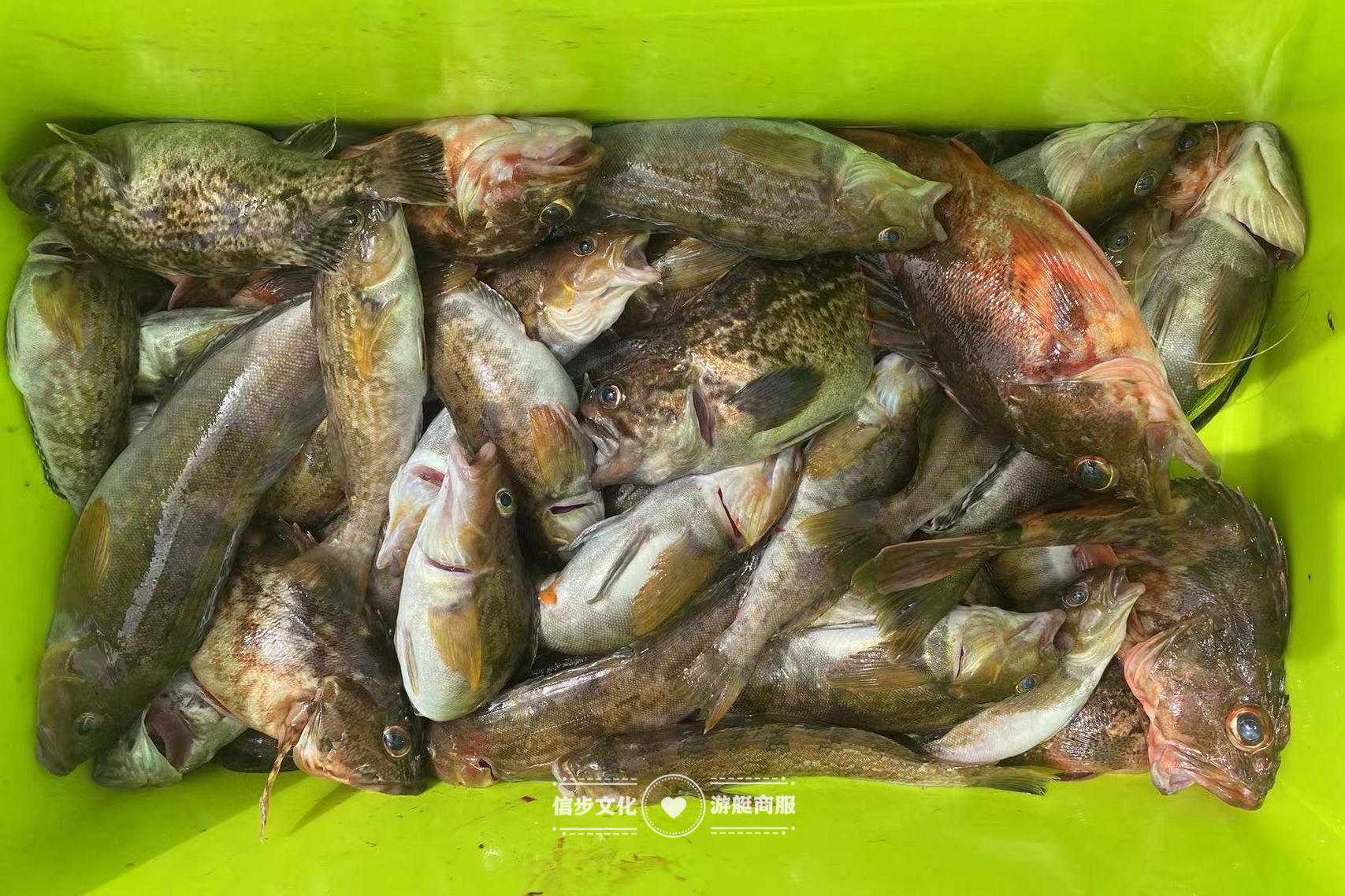 合肥周边海钓(合肥周边钓鱼)