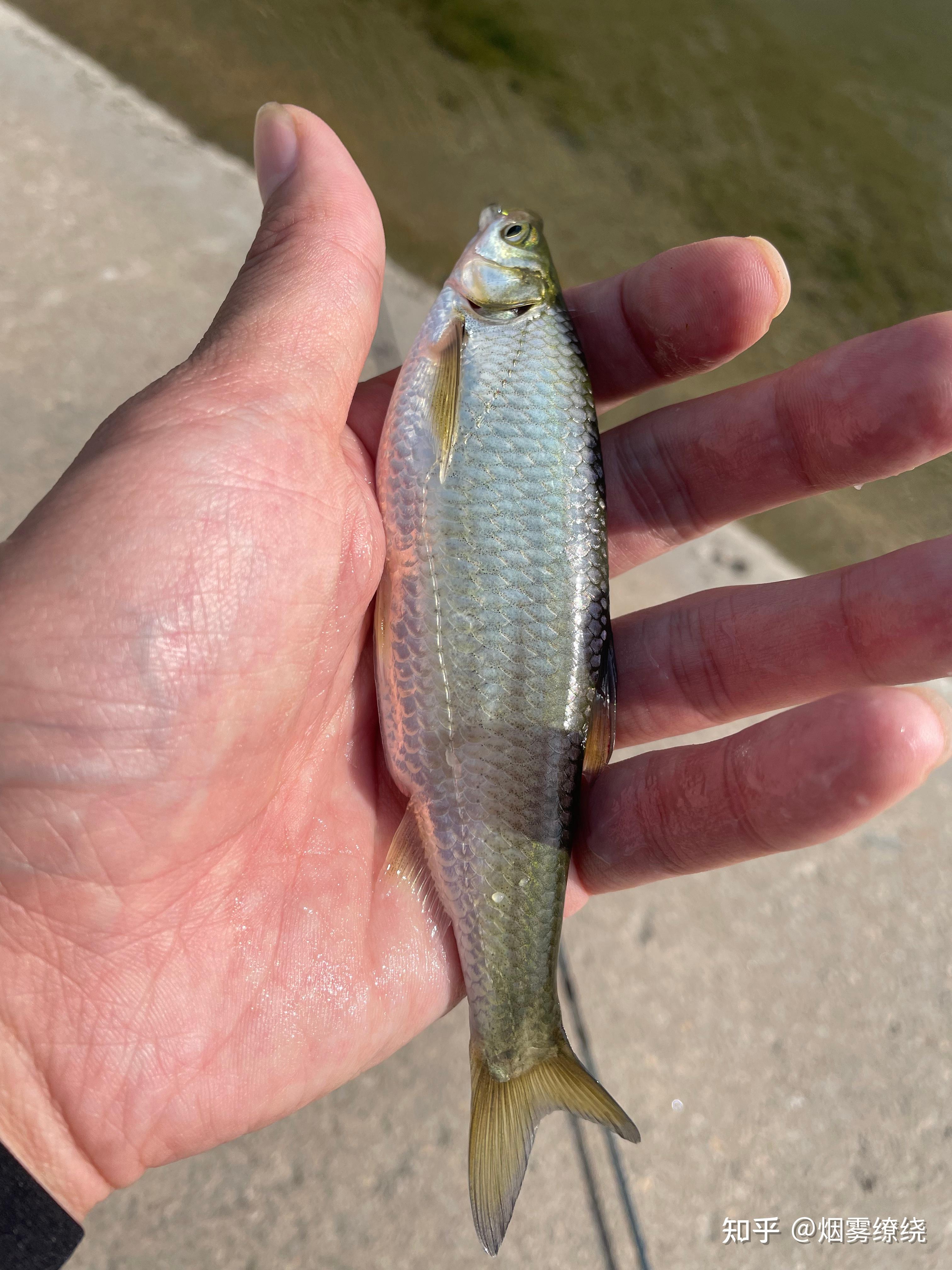 南澎路亚(路亚竿十大排行榜)