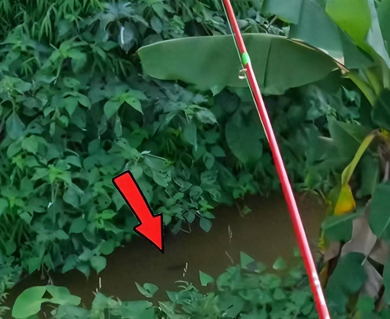 咸淡水钓罗非技巧(咸淡水钓大罗非)