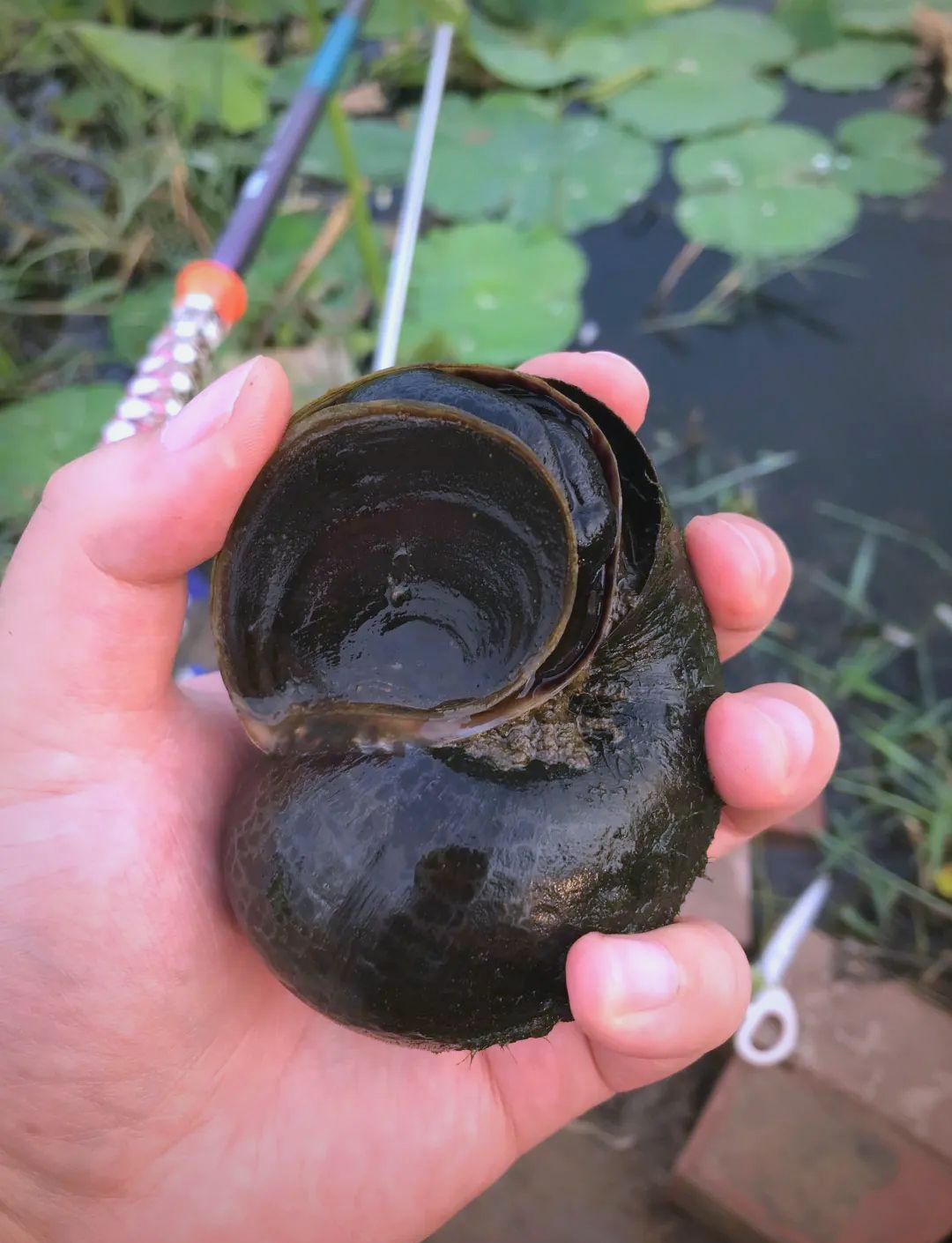 螺肉钓鱼技巧(螺肉野钓)