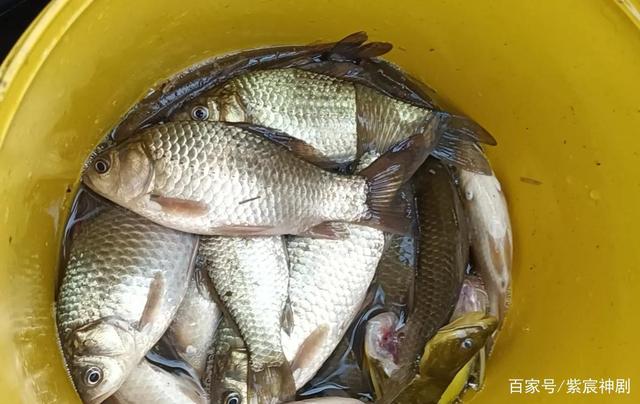 谷雨时节钓大鲫鱼技巧(谷雨时节钓大鲫鱼技巧视频)