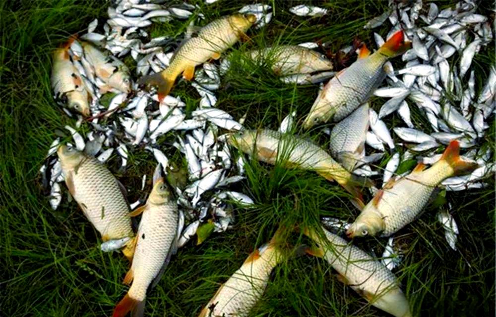 谷雨时节钓大鲫鱼技巧(谷雨时节钓大鲫鱼技巧视频)