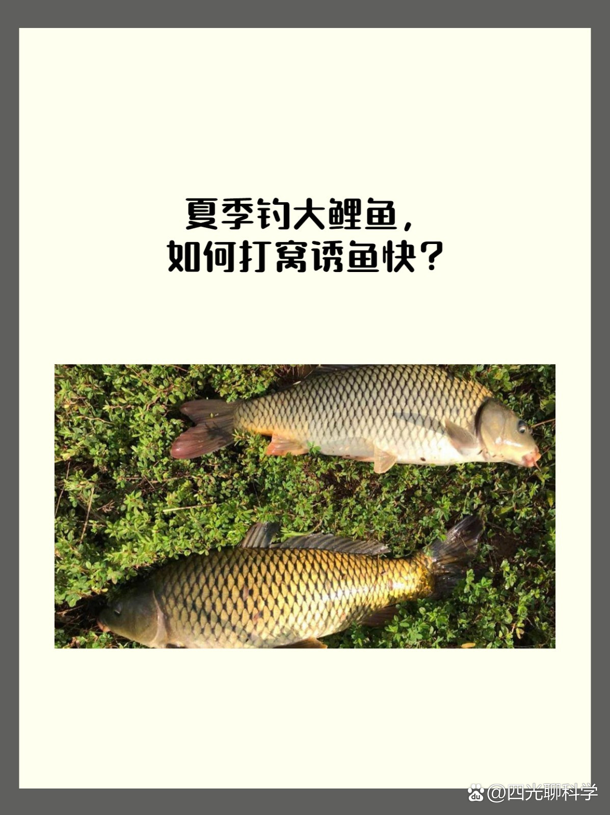 鲤鱼打窝技巧湖南(鲤鱼打窝饵料配方大全) 鲤鱼打窝技巧湖南(鲤鱼打窝饵料配方大全)