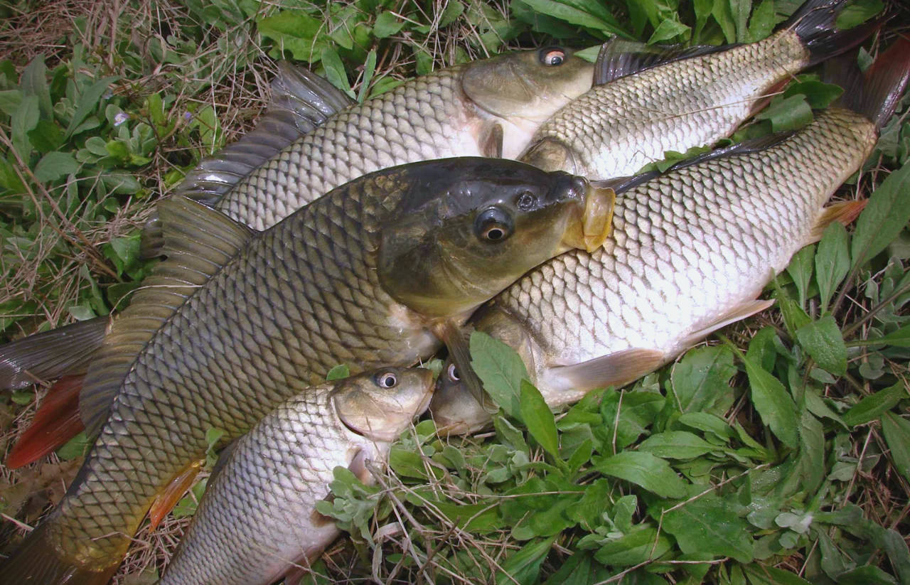 秋季钓野生鲤鱼的技巧(秋季野钓鲤鱼怎么钓)