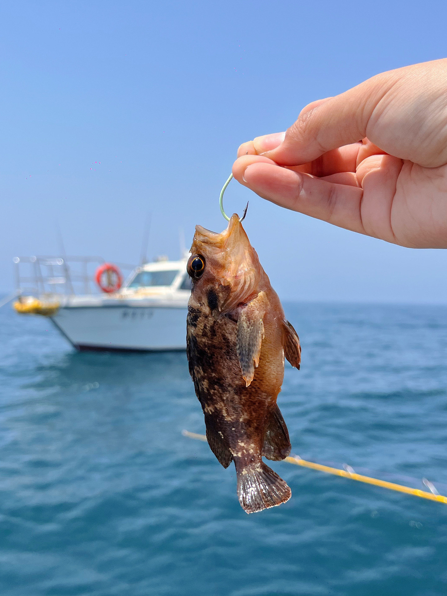 上海码头海钓q(上海码头名单大全)