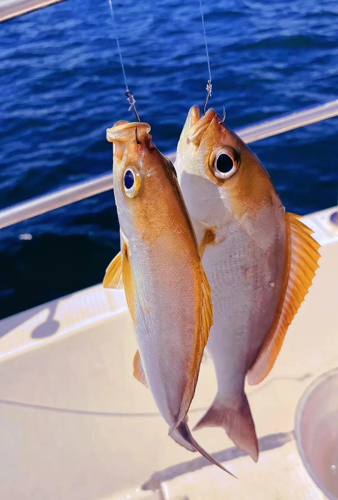 什么时候适合海钓(什么时候适合海钓?海钓潮汐有哪些注意事项?)
