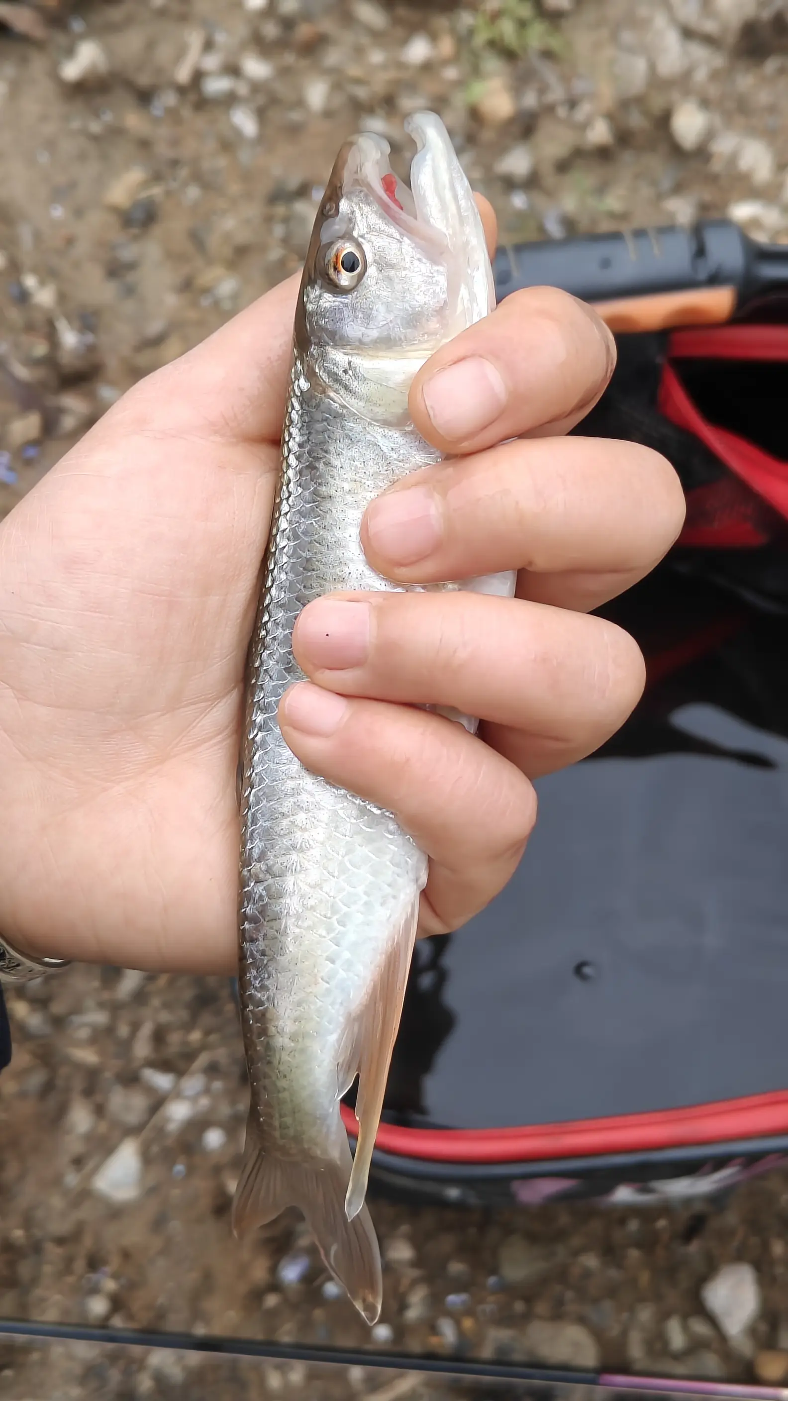 路亚的握竿(路亚哪只手拿杆)