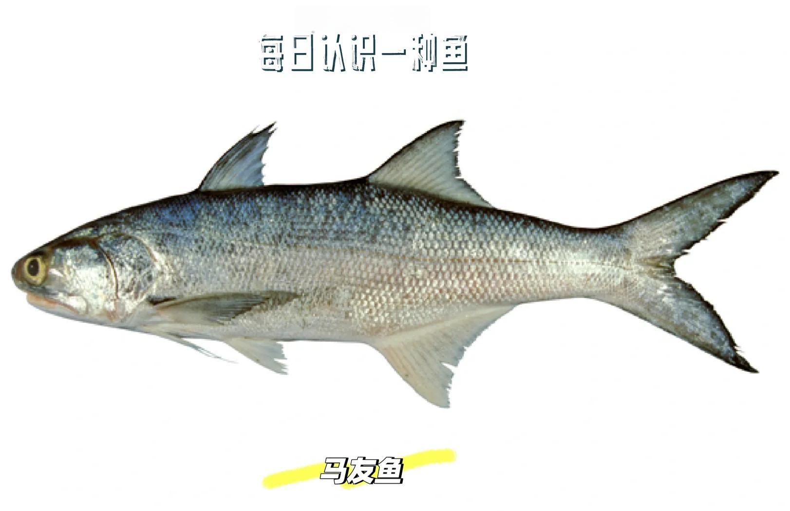 路亚马鲅(路亚亮片加铅坠图视频) 路亚马鲅(路亚亮片加铅坠图视频)