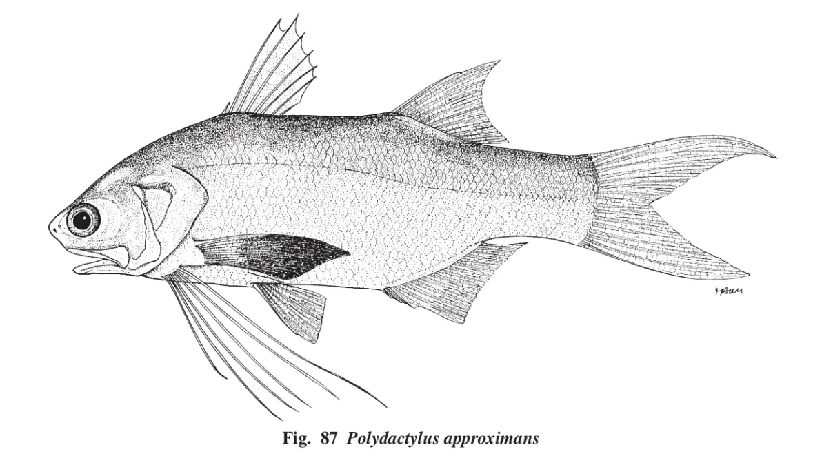 路亚马鲅(路亚亮片加铅坠图视频) 路亚马鲅(路亚亮片加铅坠图视频)