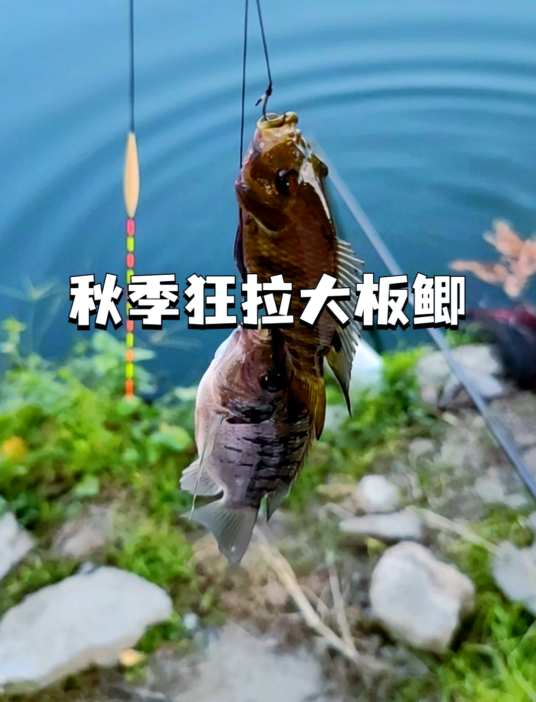 钓大鲫鱼的技巧(如何垂钓大鲫鱼)