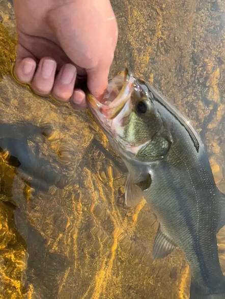 江口路亚鲈鱼(路亚江鲈鱼的钓法)