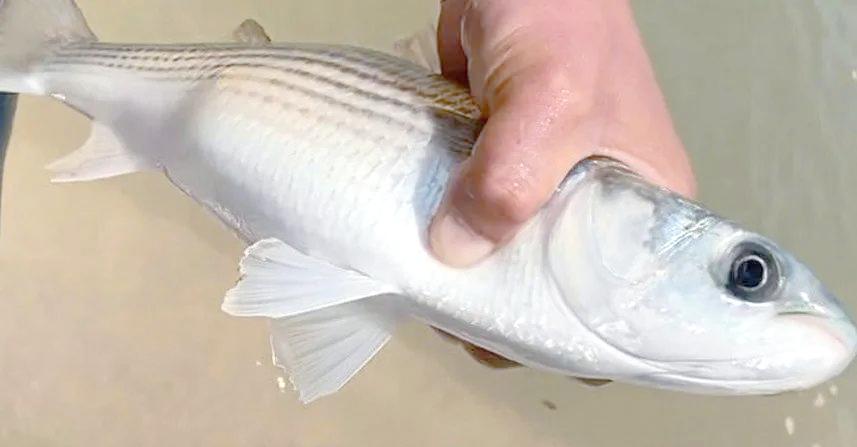 钓乌头鱼鲻鱼技巧(钓乌头鱼怎么调漂)