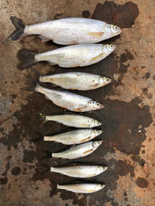 路亚钓白叼(路亚钓白条的最佳方法)