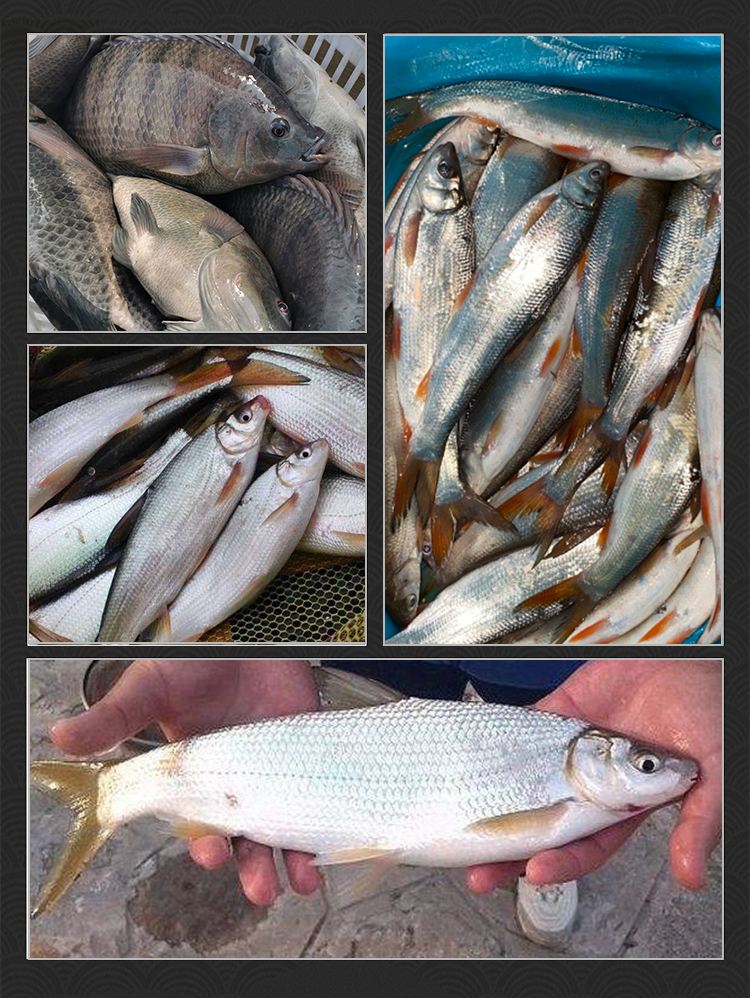 海钓鲻鱼乌头饵料(海鱼乌头怎么钓)