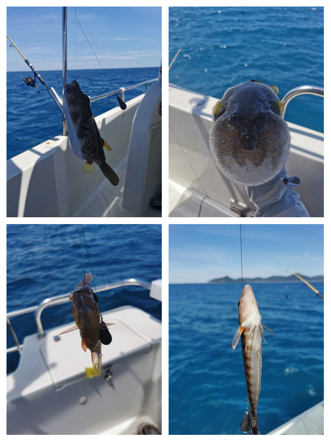 新村码头海钓(新村码头海鲜市场营业时间)