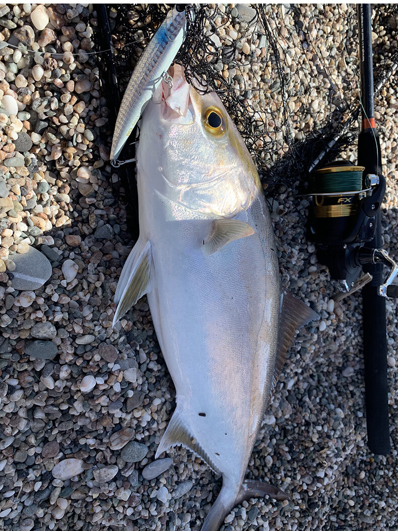 大连米卡多渔具(一线拉饵盘什么牌子好)