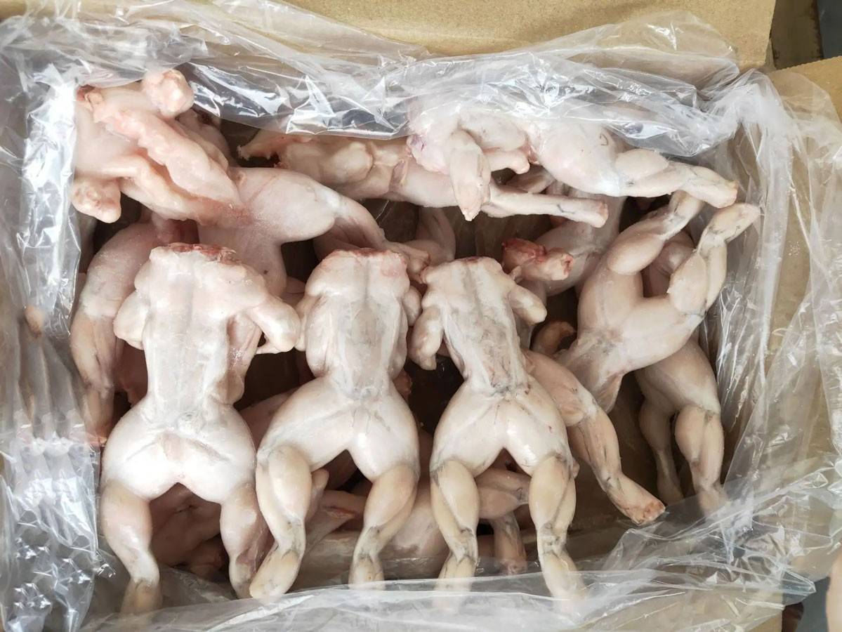 泰国多曼蛙技巧(泰国8大最贵的斗鸡)