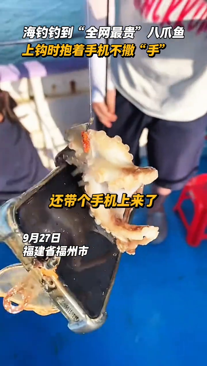 近海钓八爪鱼(岸边钓八爪鱼) 近海钓八爪鱼(岸边钓八爪鱼)