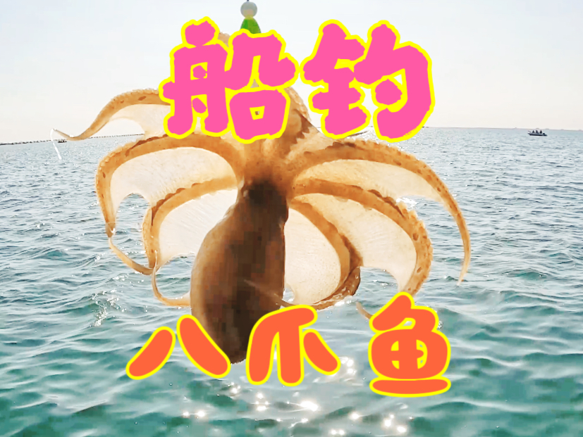 近海钓八爪鱼(岸边钓八爪鱼) 近海钓八爪鱼(岸边钓八爪鱼)