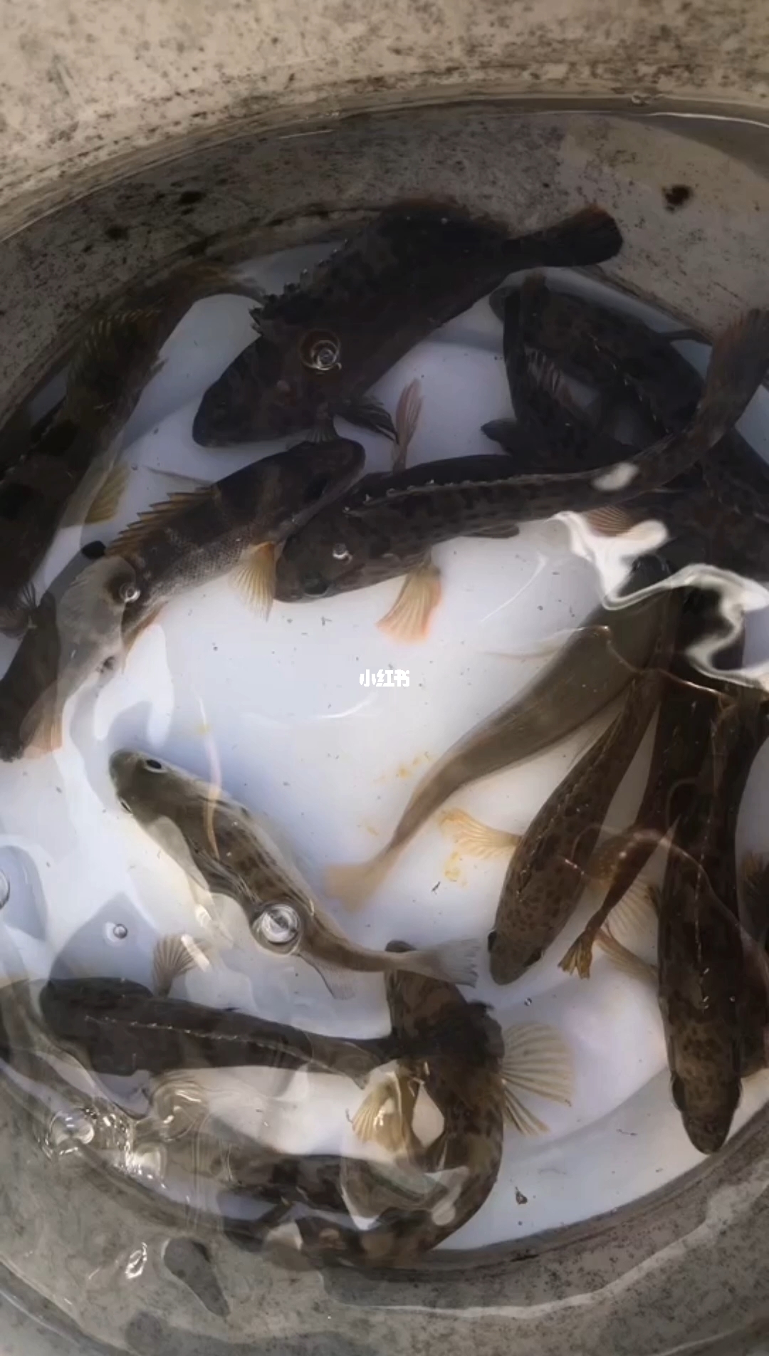 阳江东平海钓群(阳江东平赶海时间) 阳江东平海钓群(阳江东平赶海时间)