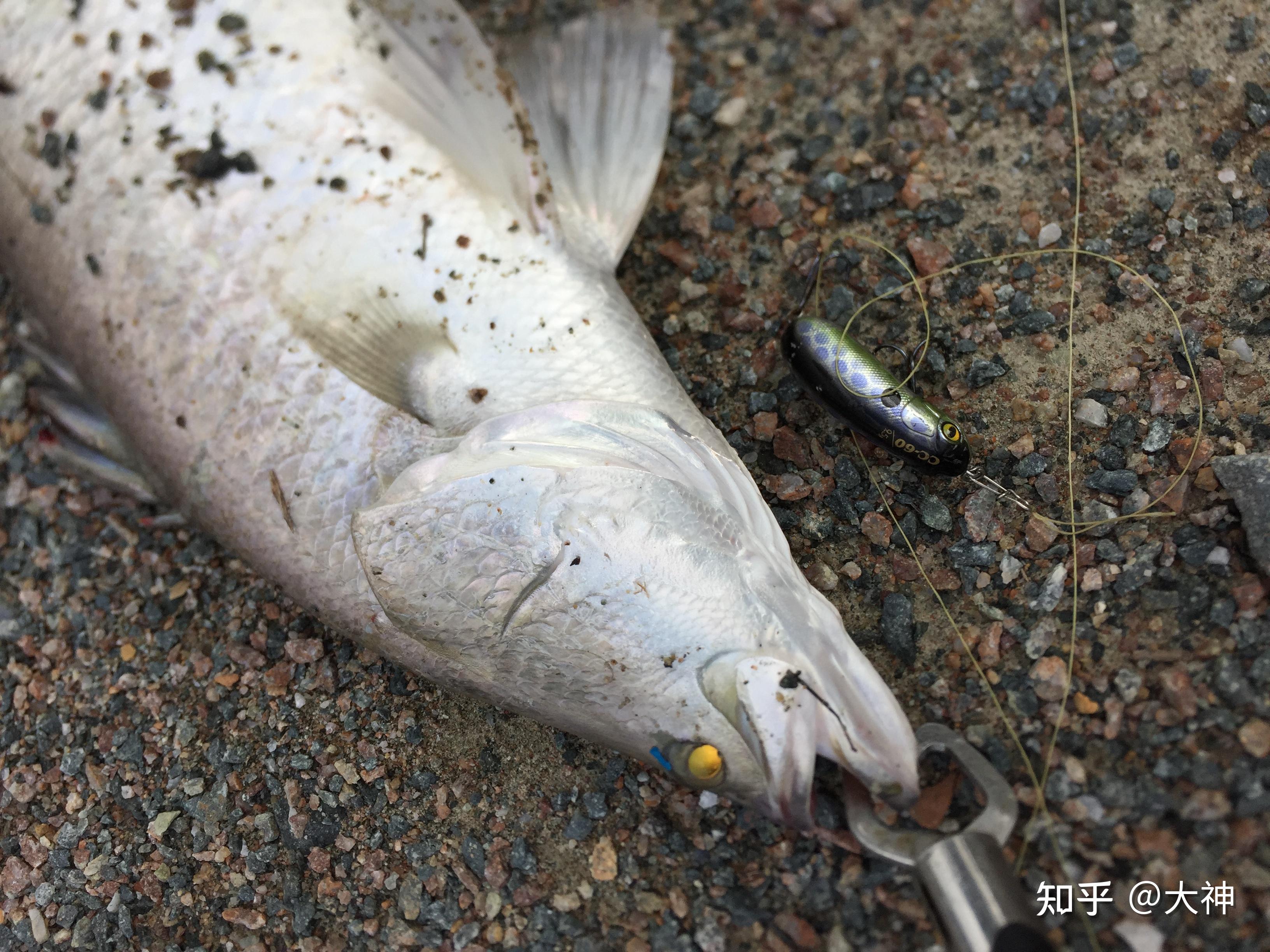 韶关能路亚(韶关路亚鳜鱼)