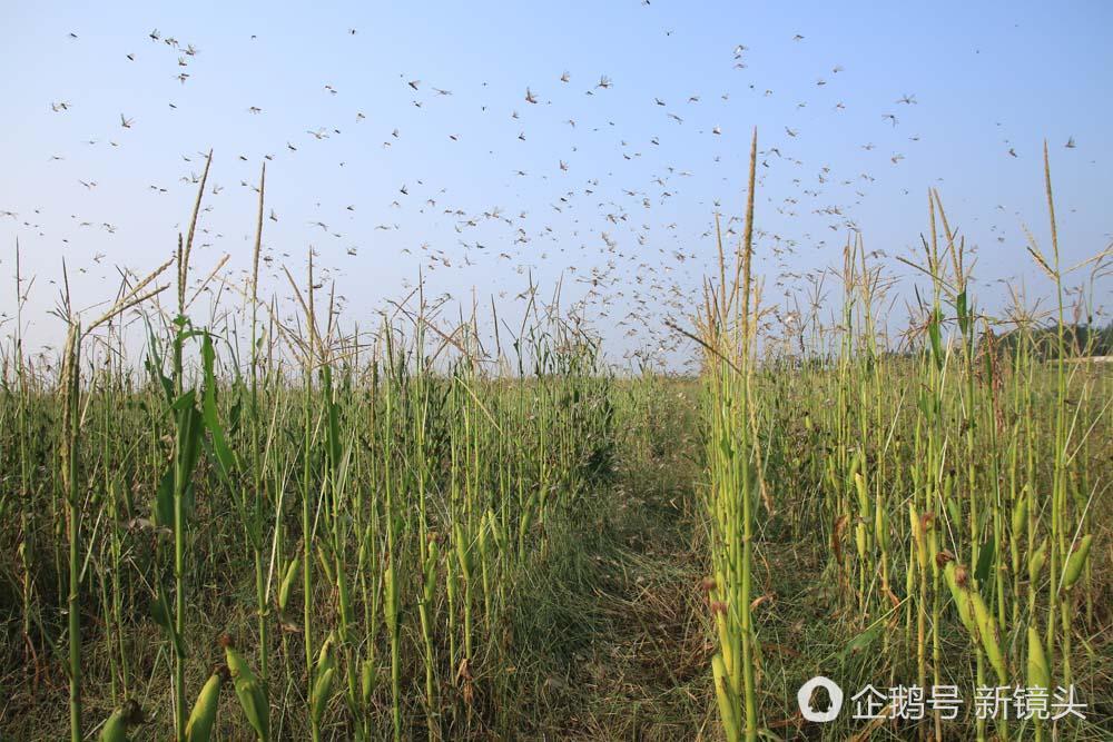 蝗虫路亚钓视频(路亚蝗虫怎么钓草鱼和鲤鱼)